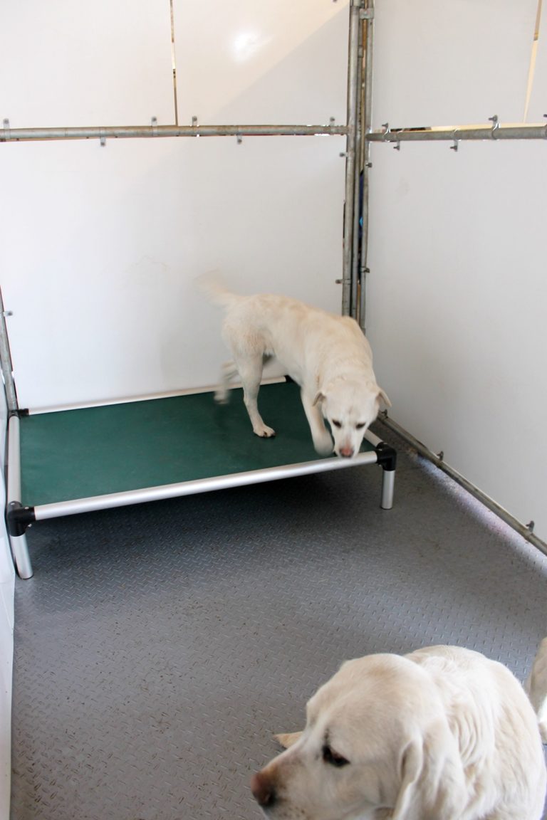 Kennel Setup Ace Labradors