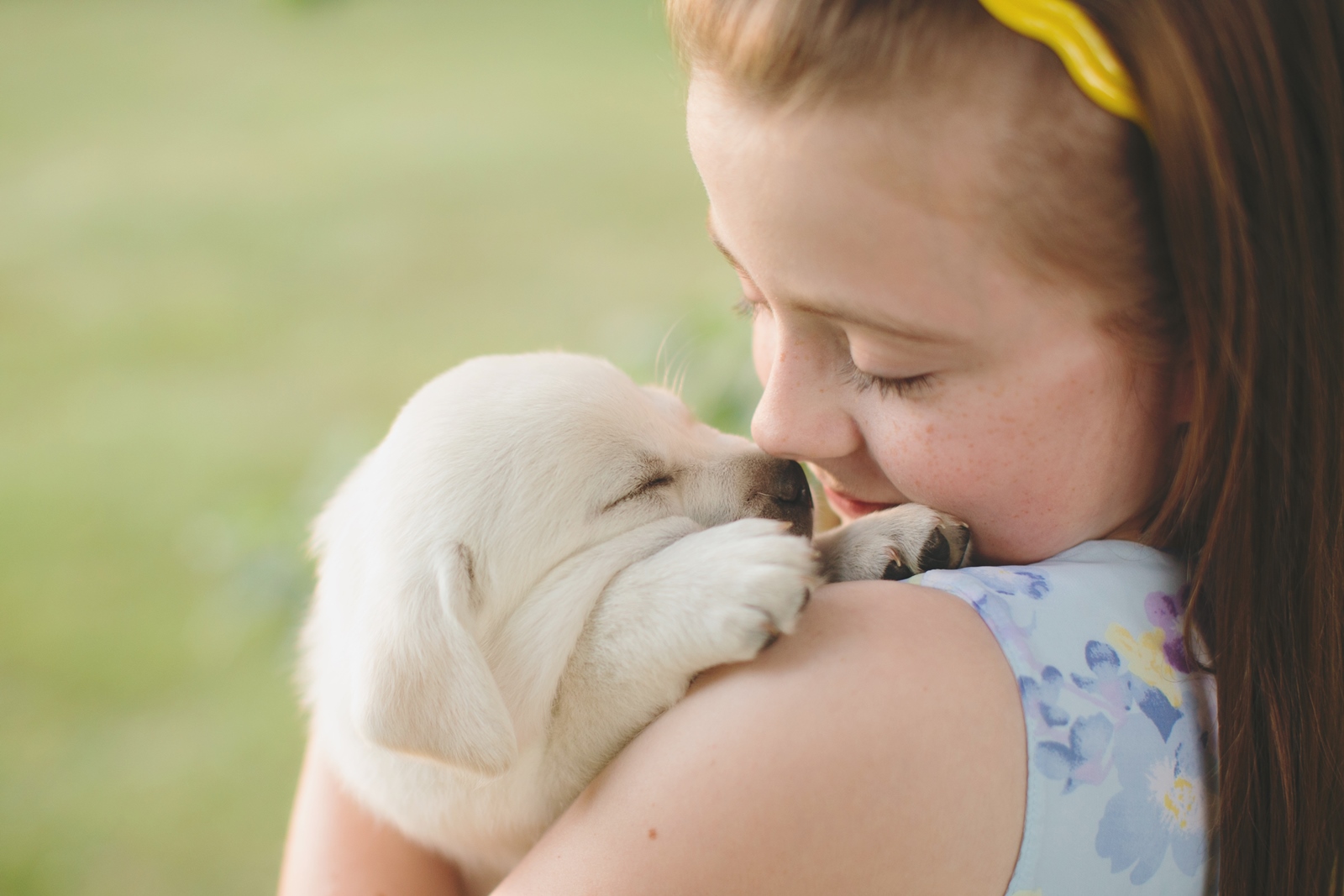 white labrador retriever pup white labrador retriever pup